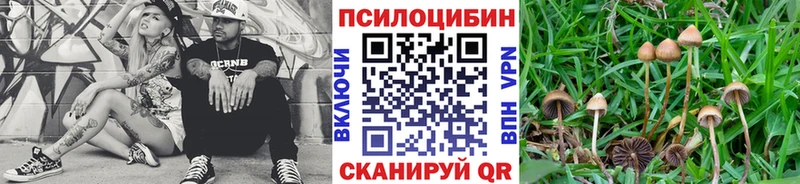 Псилоцибиновые грибы мицелий  Дмитриев 